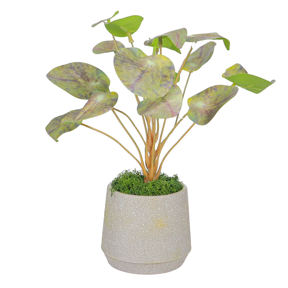 Potted Chinese Money Leaves Plant - Image 3