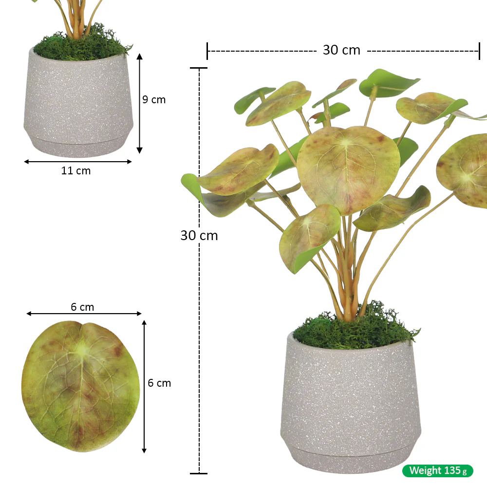 Potted Chinese Money Leaves Plant - Image 4