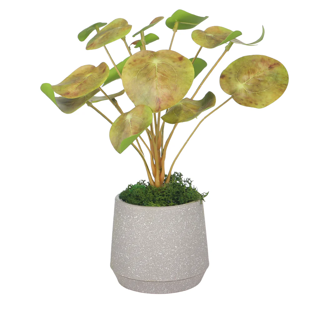 Potted Chinese Money Leaves Plant - Image 5