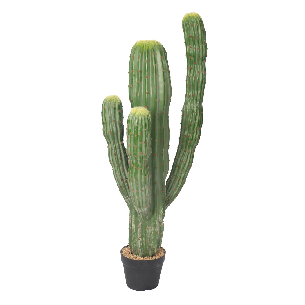 Potted Small Size Saguaro Cactus Plant - Image 10