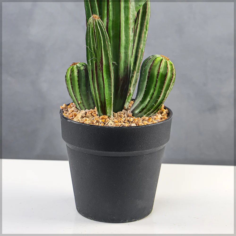 Potted Small Size Saguaro Cactus Plant - Image 4
