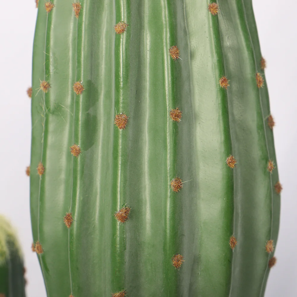 Potted Small Size Saguaro Cactus Plant - Image 9