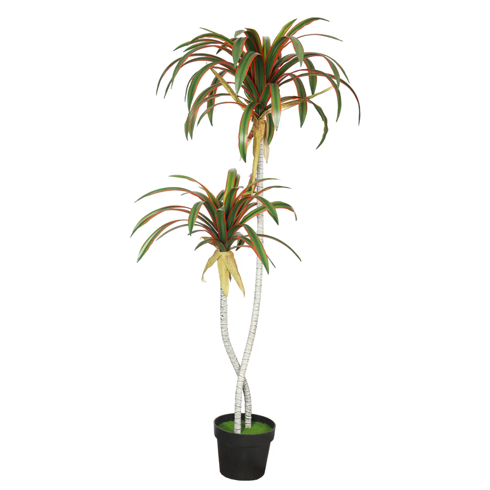 Potted Tropical Yucca Plant - Image 2