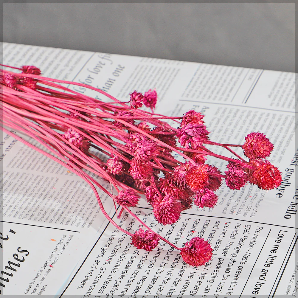 Preserved Dried Bunch of Globe Amaranth