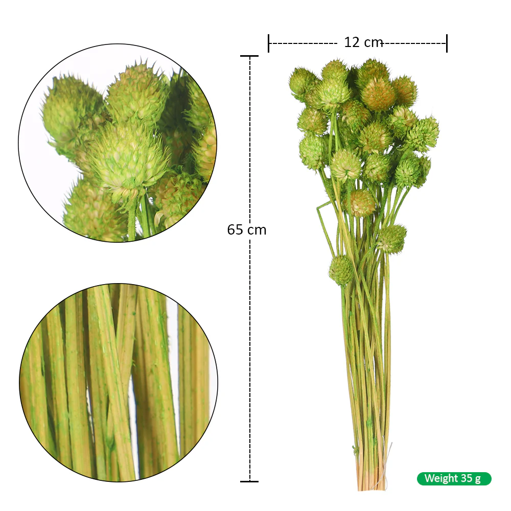 Preserved Dried Bunch of Globe Amaranth - Image 11