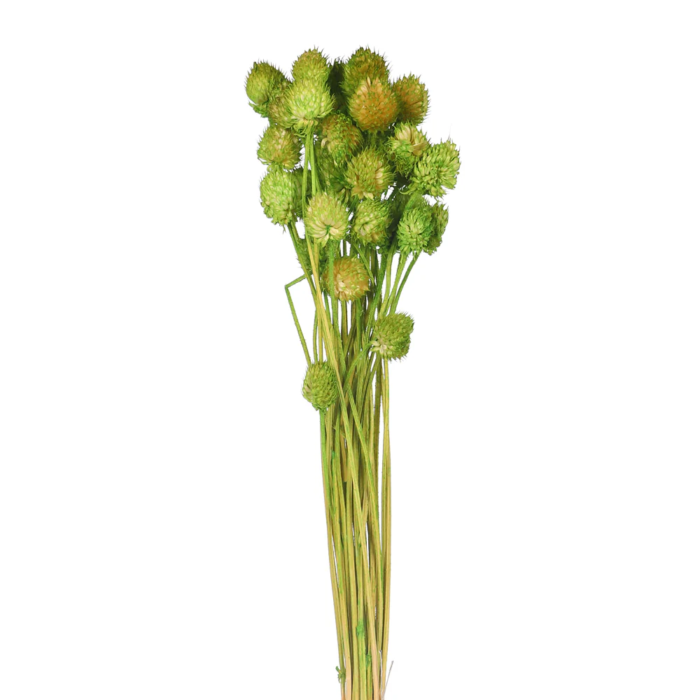 Preserved Dried Bunch of Globe Amaranth - Image 12