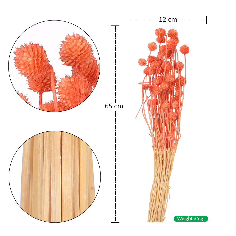 Preserved Dried Bunch of Globe Amaranth - Image 14