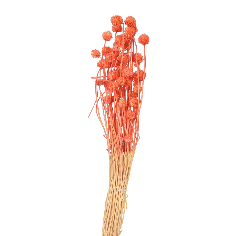 Preserved Dried Bunch of Globe Amaranth - Image 15