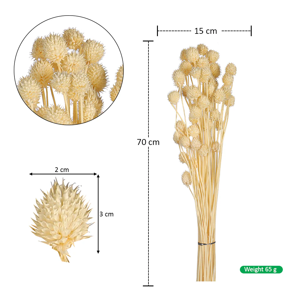 Preserved Dried Bunch of Globe Amaranth - Image 17