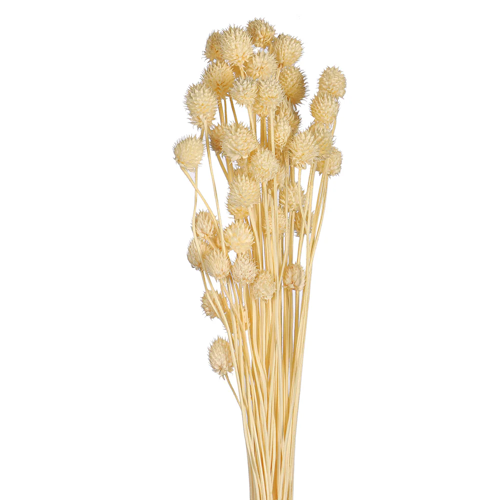 Preserved Dried Bunch of Globe Amaranth - Image 18