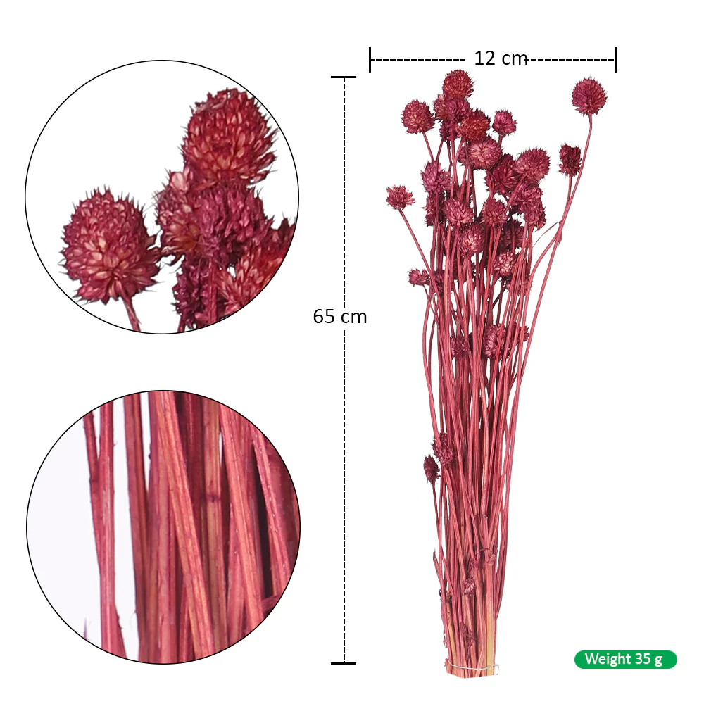 Preserved Dried Bunch of Globe Amaranth - Image 2