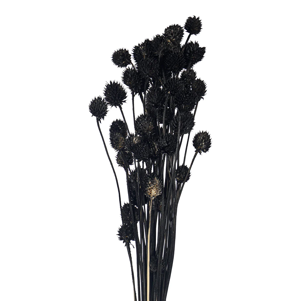 Preserved Dried Bunch of Globe Amaranth - Image 21