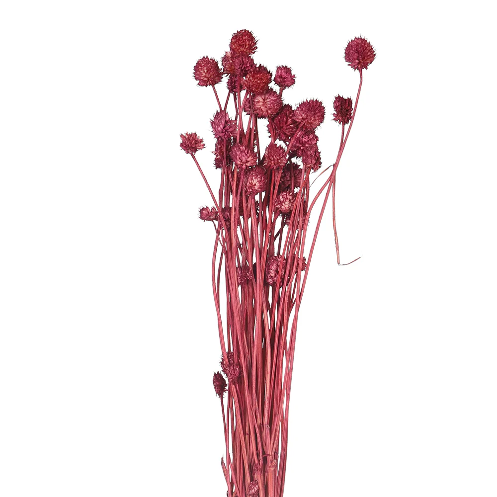 Preserved Dried Bunch of Globe Amaranth - Image 3