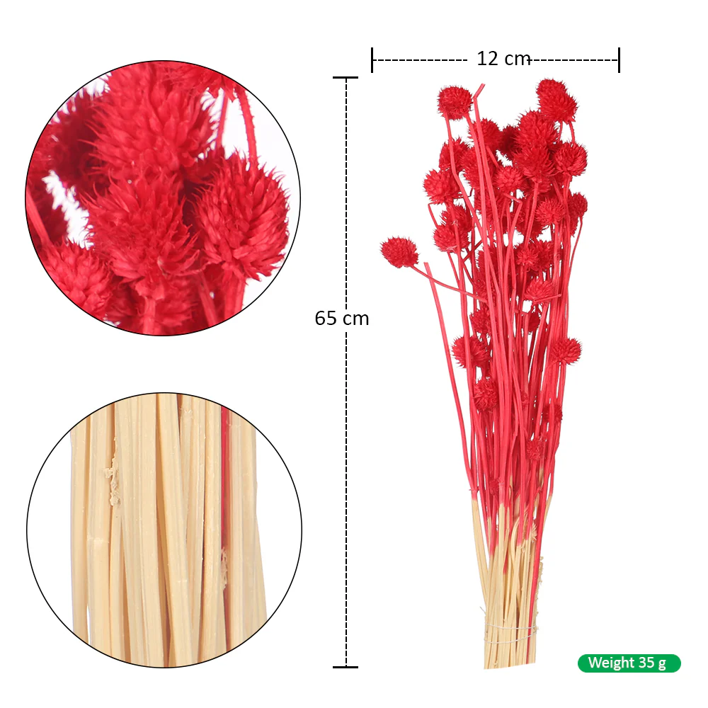 Preserved Dried Bunch of Globe Amaranth - Image 8