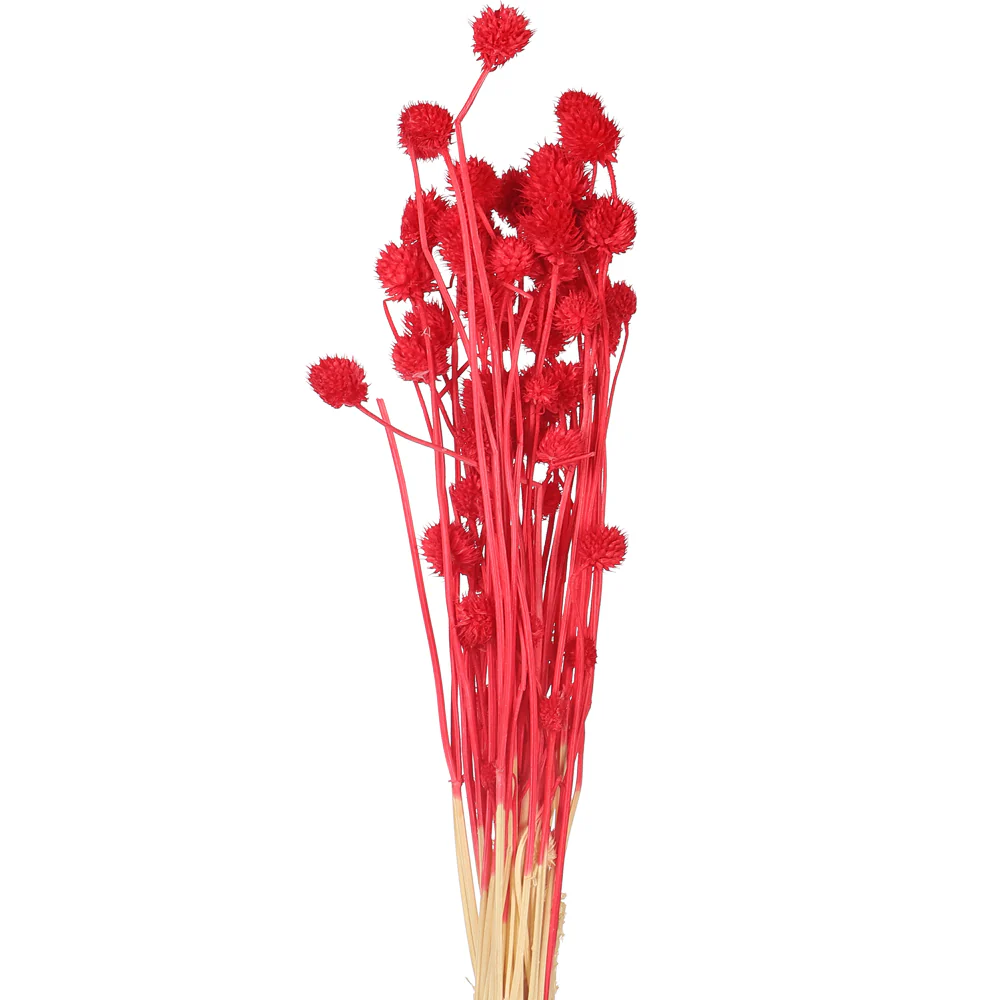 Preserved Dried Bunch of Globe Amaranth - Image 9