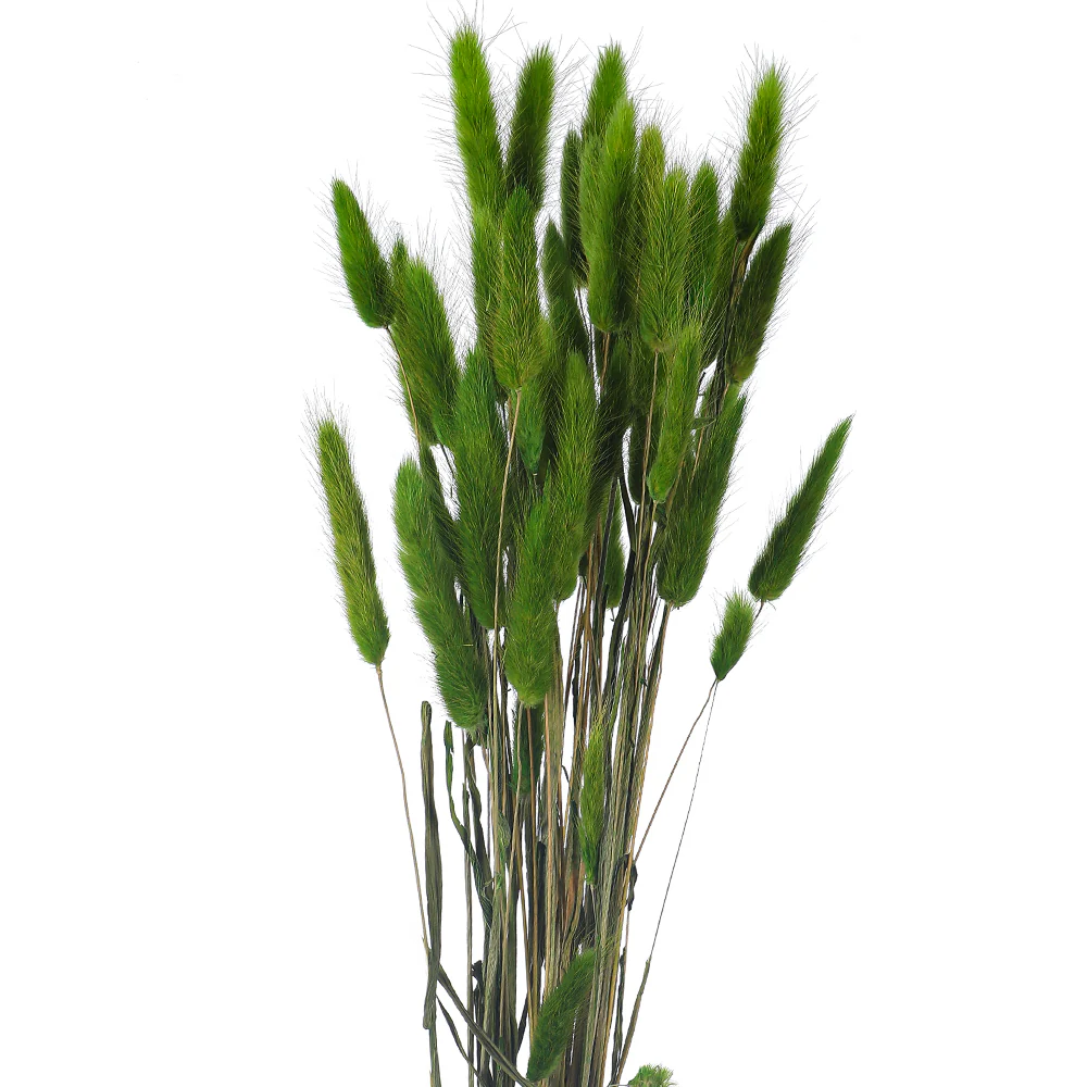 Preserved Dried Bunny Tail(without vase) - Image 12