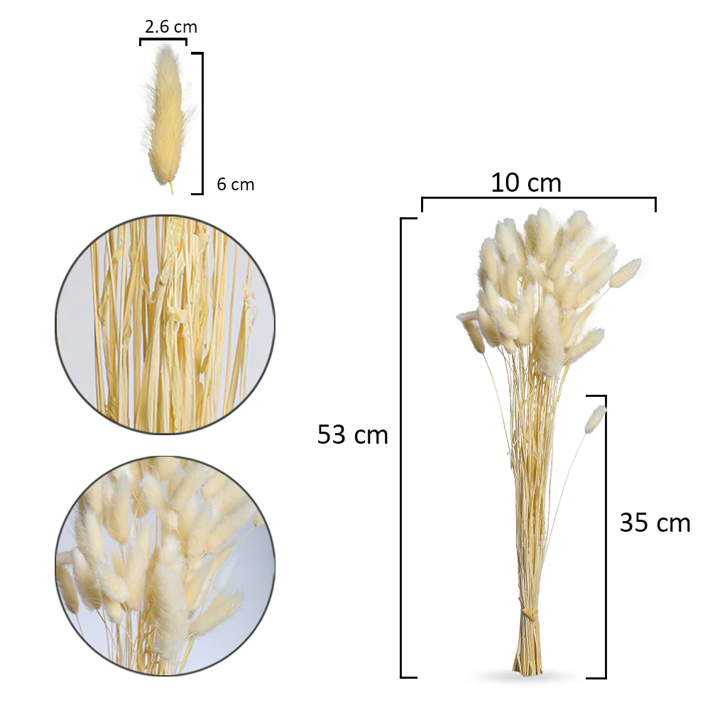 Preserved Dried Bunny Tail(without vase) - Image 26