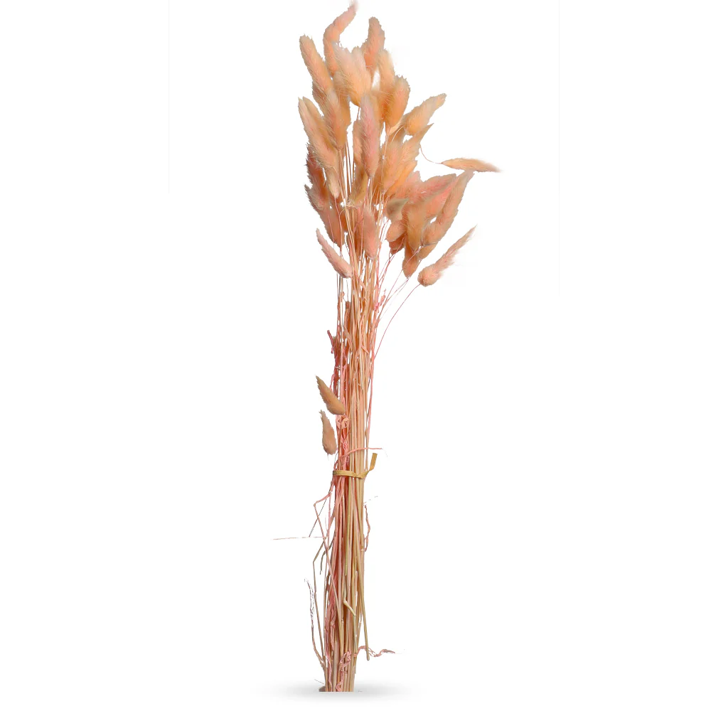 Preserved Dried Bunny Tail(without vase) - Image 30