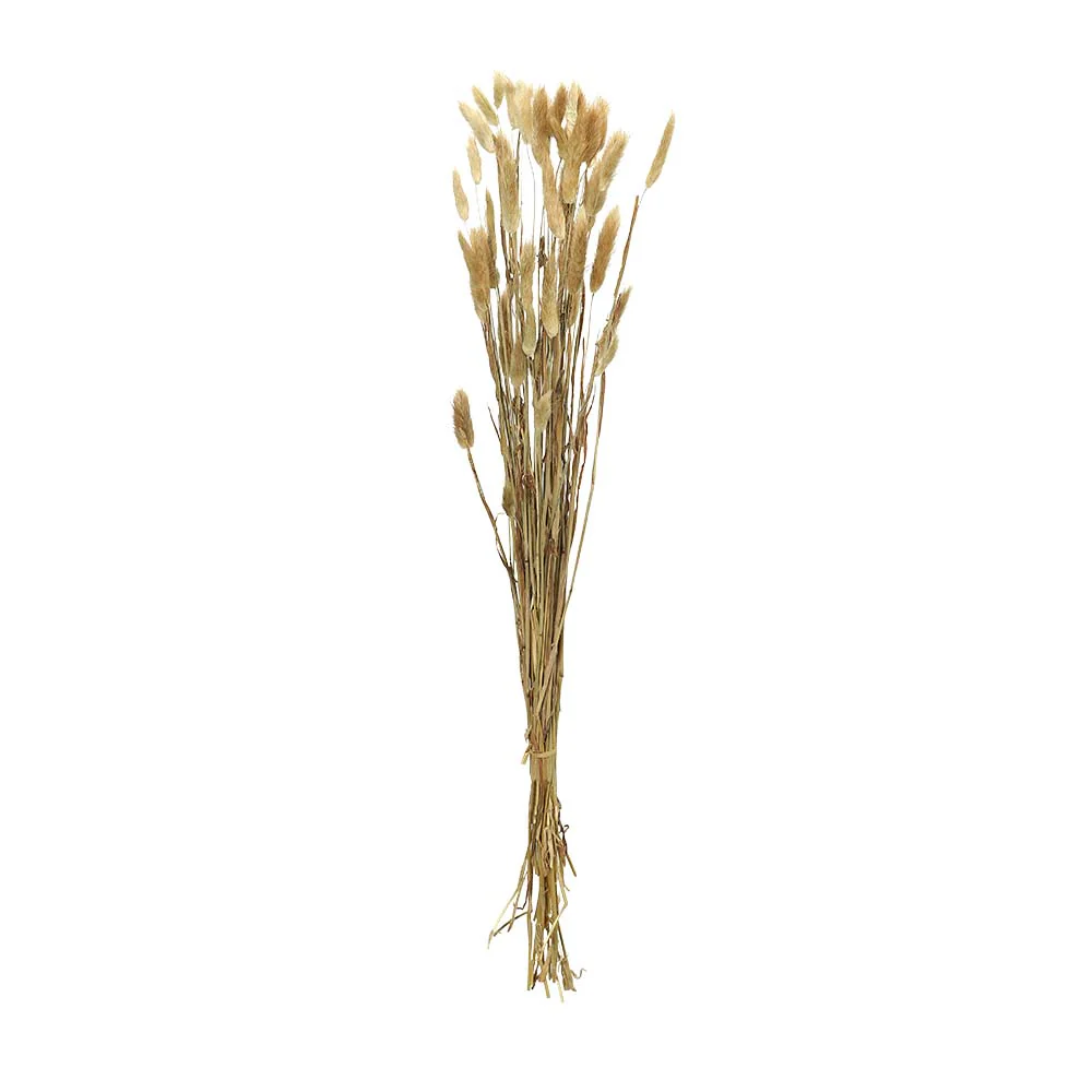 Preserved Dried Bunny Tail(without vase) - Image 33