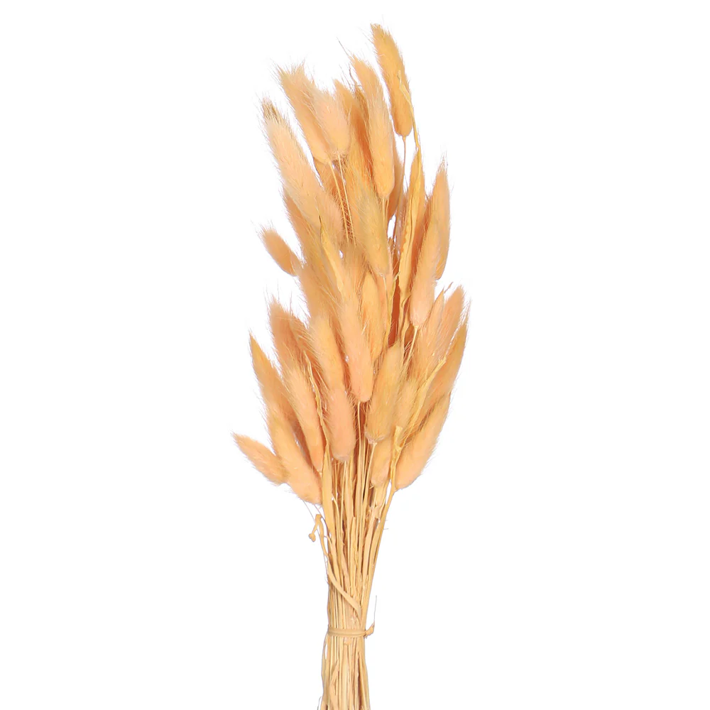 Preserved Dried Bunny Tail(without vase) - Image 6