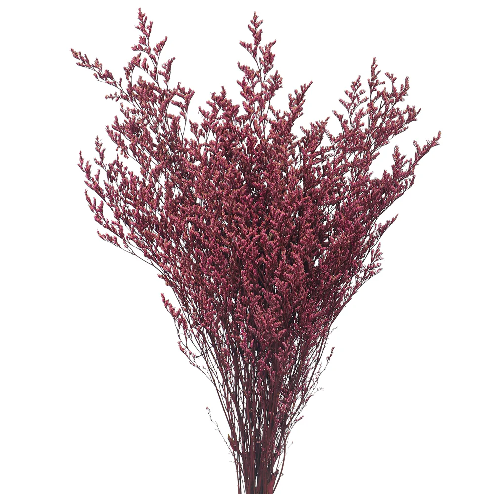 Preserved Dried Caspia Flowers(without vase) - Image 15