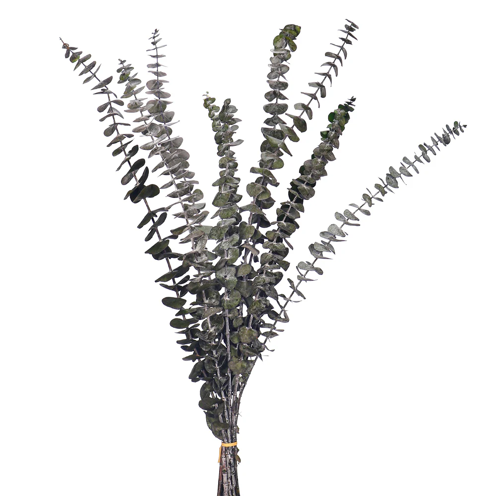Preserved Dried Eucalyptus Leaves(without vase) - Image 5