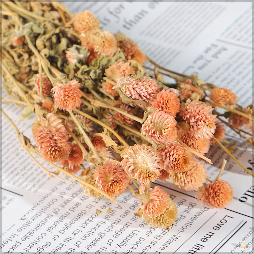Preserved Dried Gomphrena - Image 10