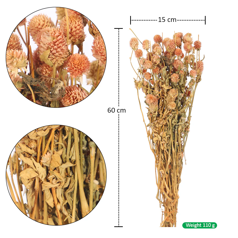 Preserved Dried Gomphrena - Image 11