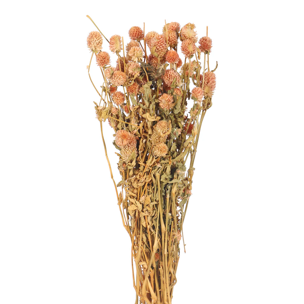 Preserved Dried Gomphrena - Image 12