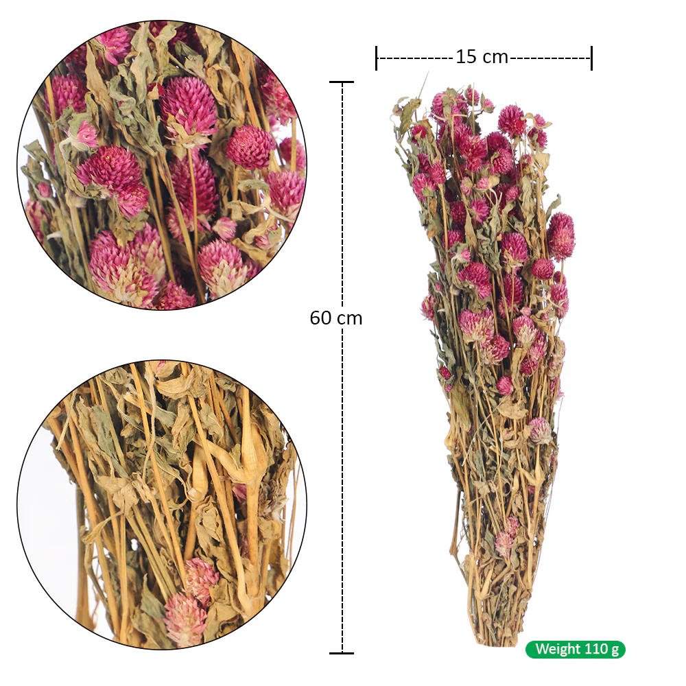 Preserved Dried Gomphrena - Image 2