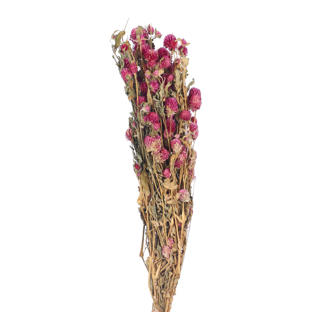 Preserved Dried Gomphrena - Image 3