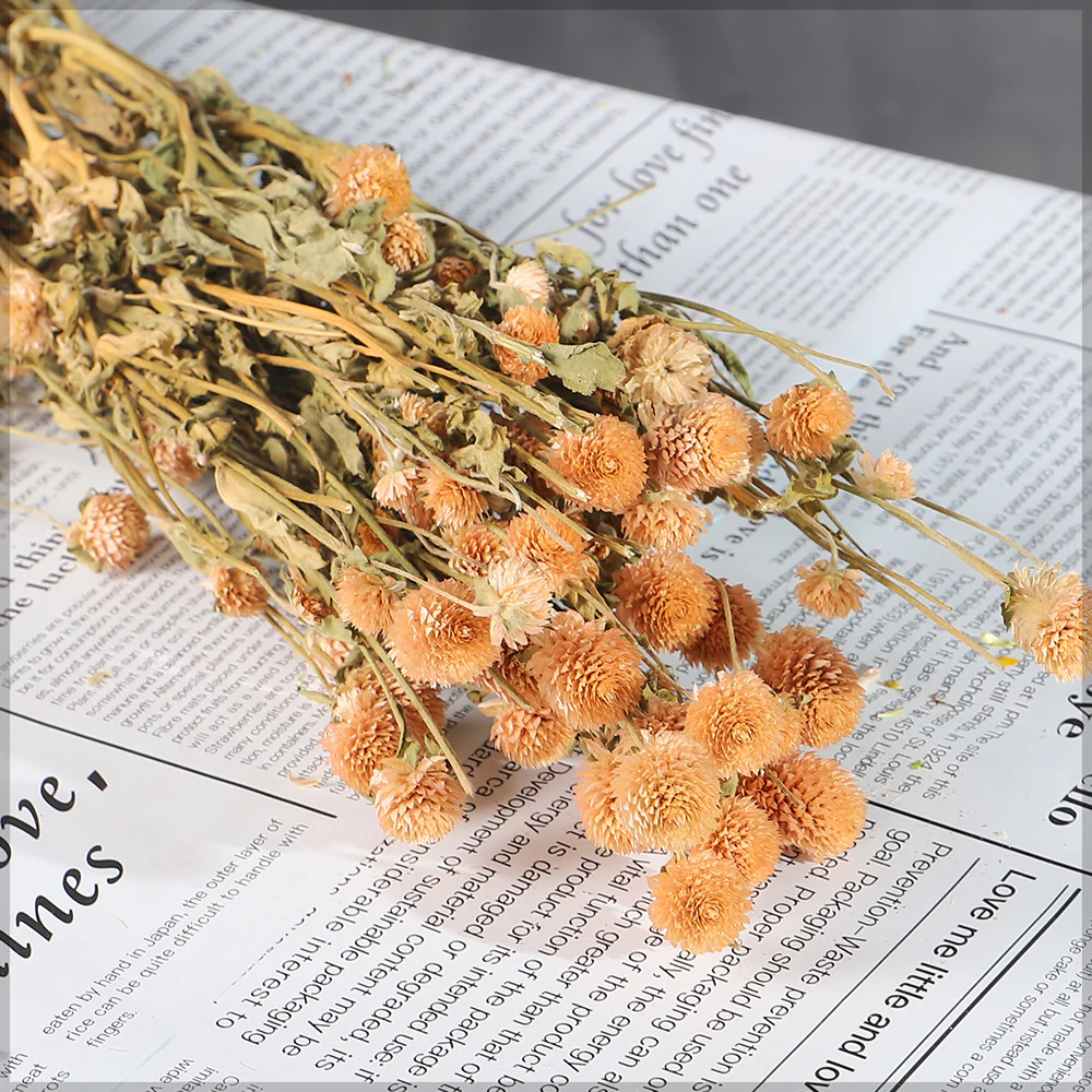 Preserved Dried Gomphrena - Image 4