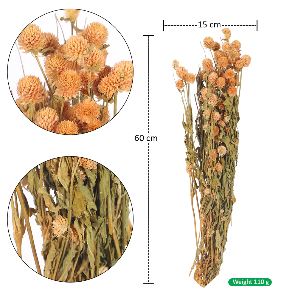 Preserved Dried Gomphrena - Image 5