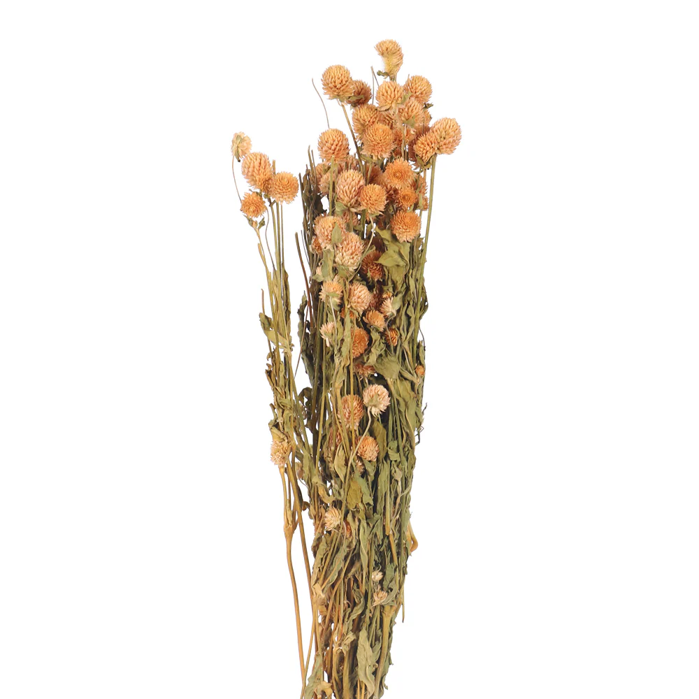 Preserved Dried Gomphrena - Image 6