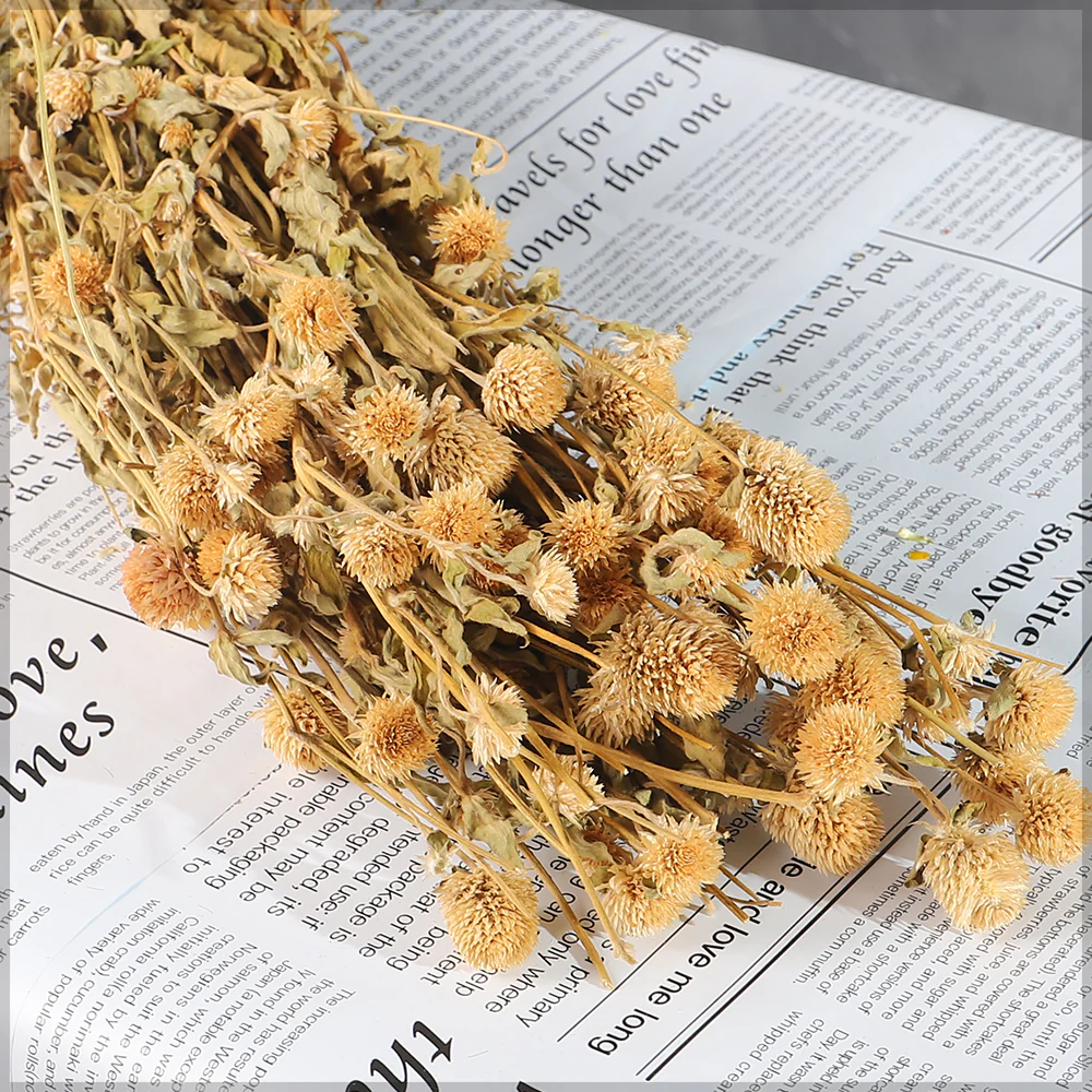 Preserved Dried Gomphrena - Image 7