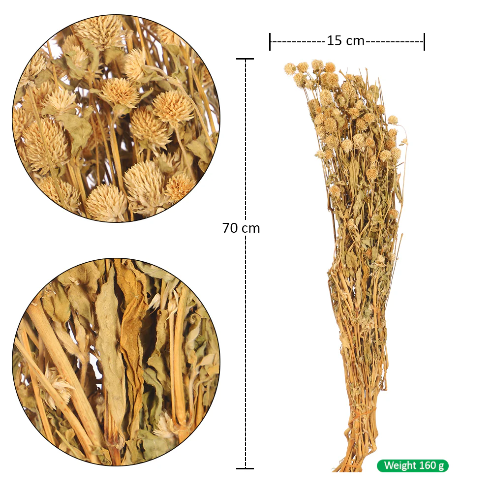 Preserved Dried Gomphrena - Image 8