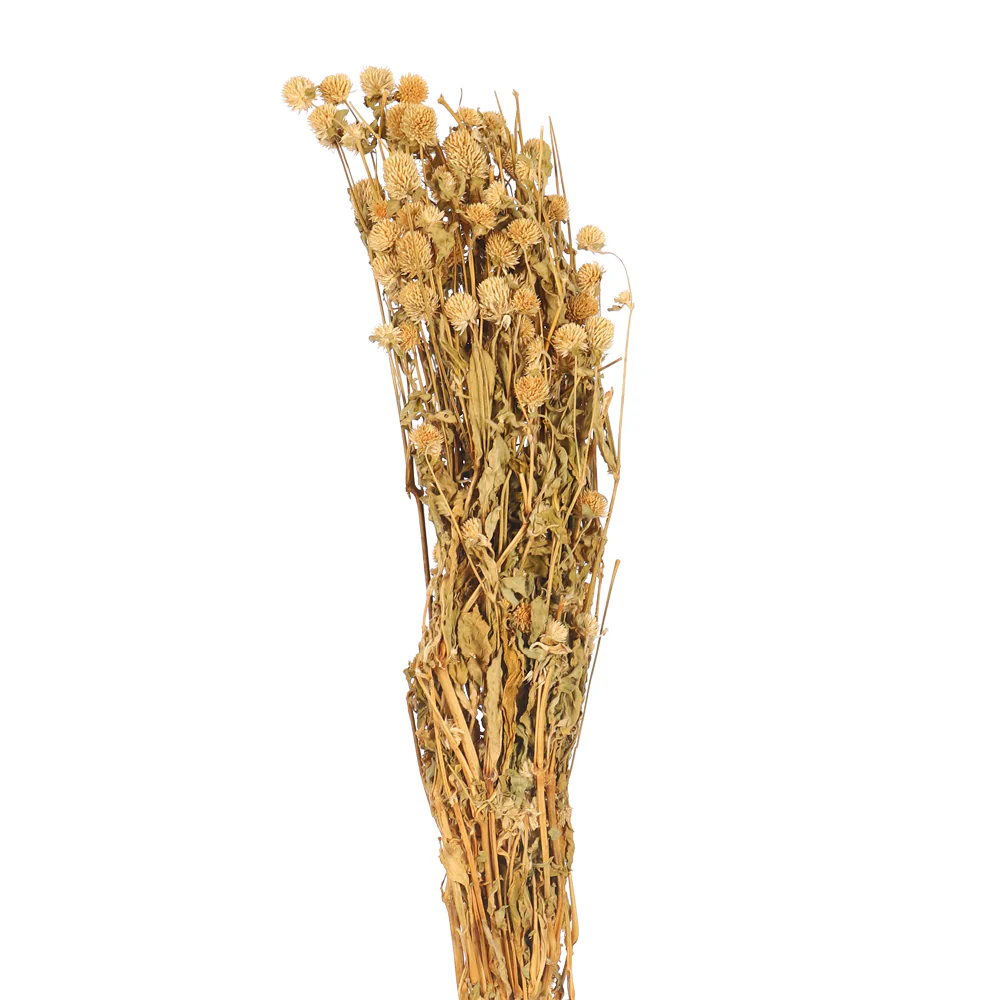Preserved Dried Gomphrena - Image 9