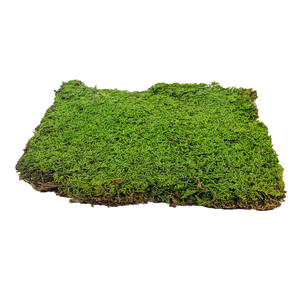 Preserved Dried Moss 30x30cm - Image 8
