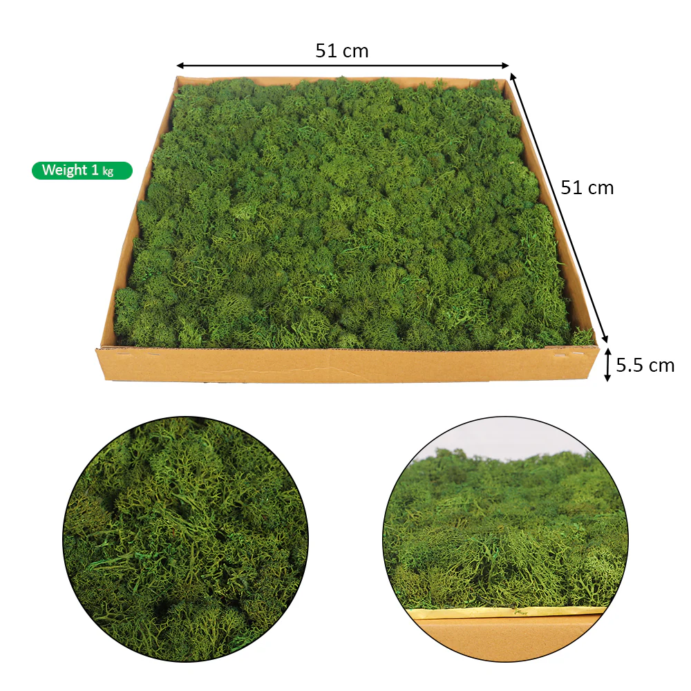 Preserved Moss Wall Panels - Image 6