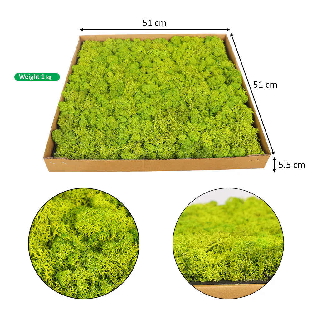 Preserved Moss Wall Panels - Image 8