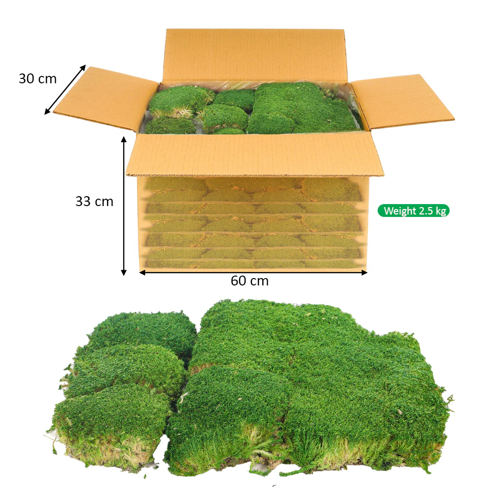 Preserved Pole Moss (1 Box) - Image 2
