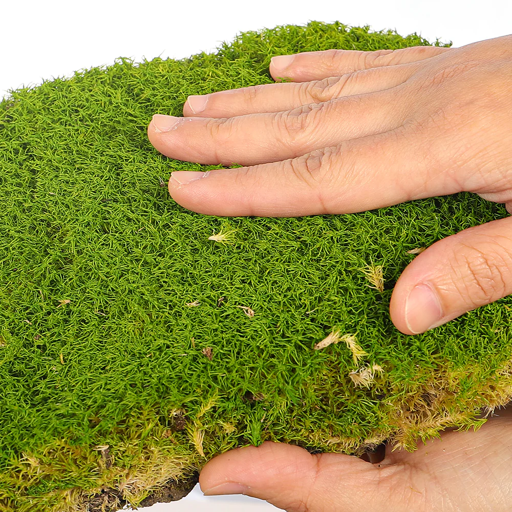 Preserved Pole Moss (1 Box) - Image 6