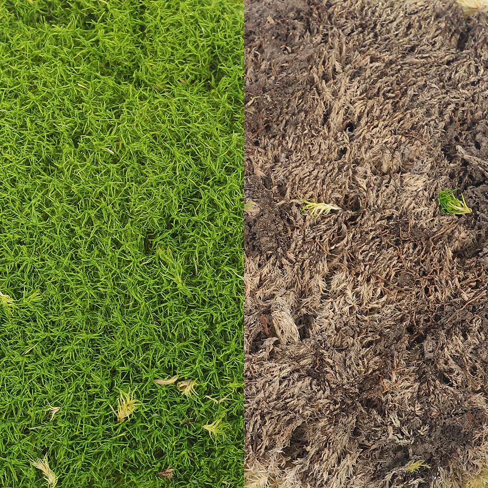Preserved Pole Moss (1 Box) - Image 7