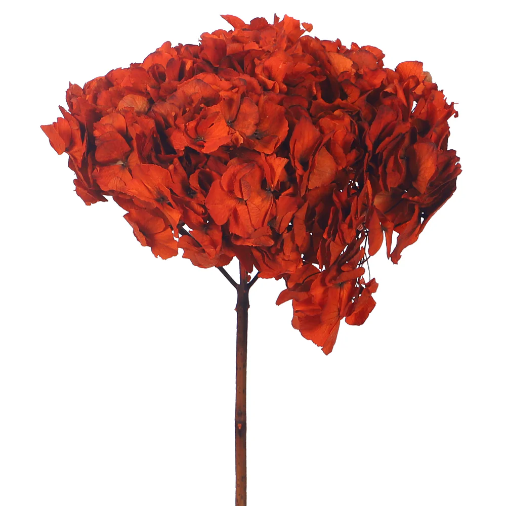 Preserved Hydrangea Flower(without vase) - Image 11