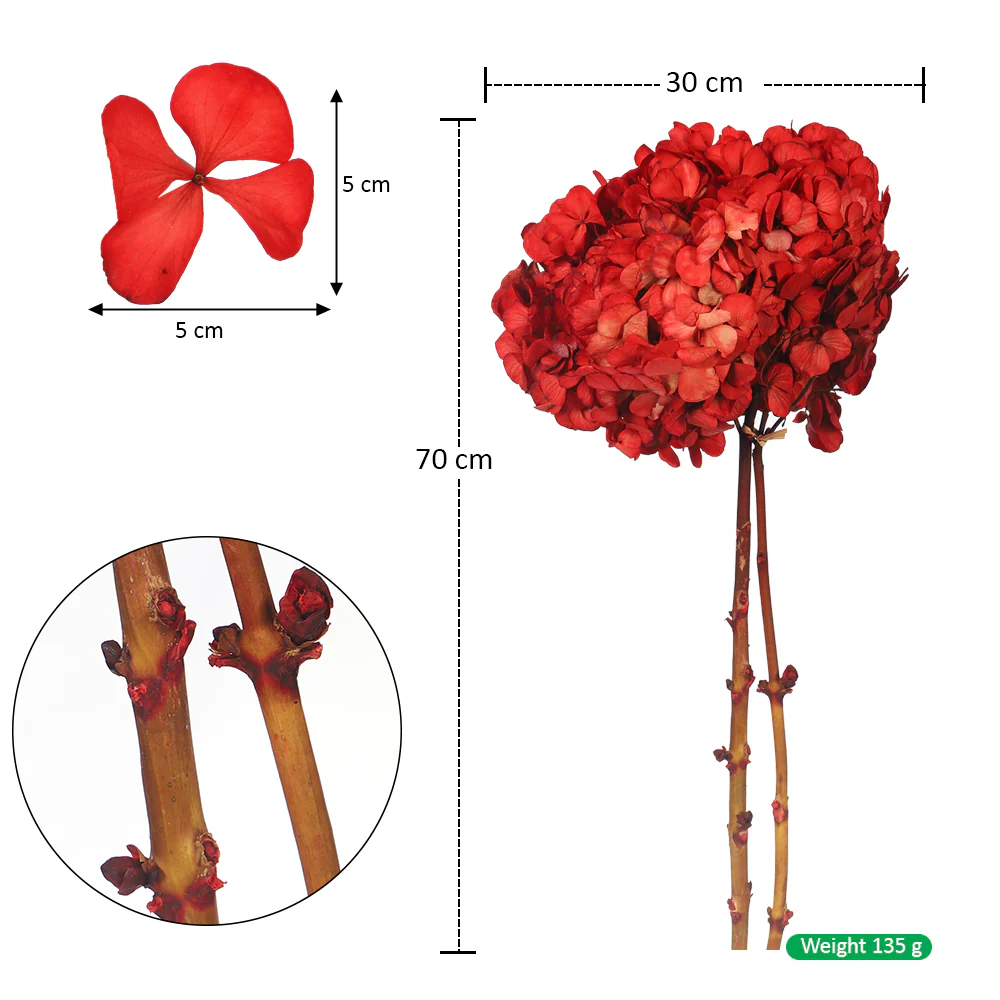 Preserved Hydrangea Flower(without vase) - Image 2