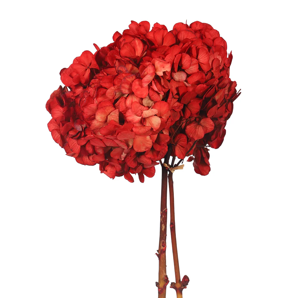 Preserved Hydrangea Flower(without vase) - Image 3