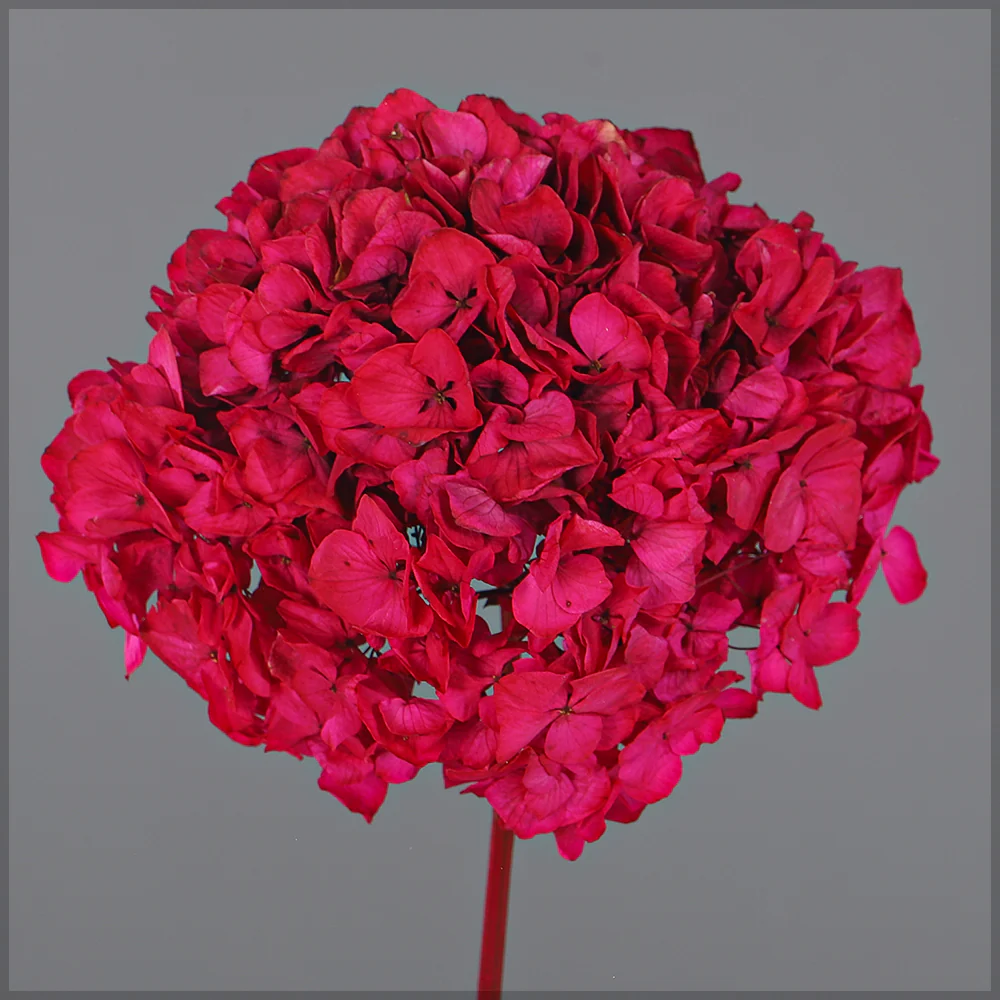 Preserved Hydrangea Flower(without vase) - Image 5