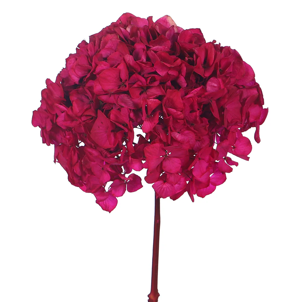 Preserved Hydrangea Flower(without vase) - Image 7