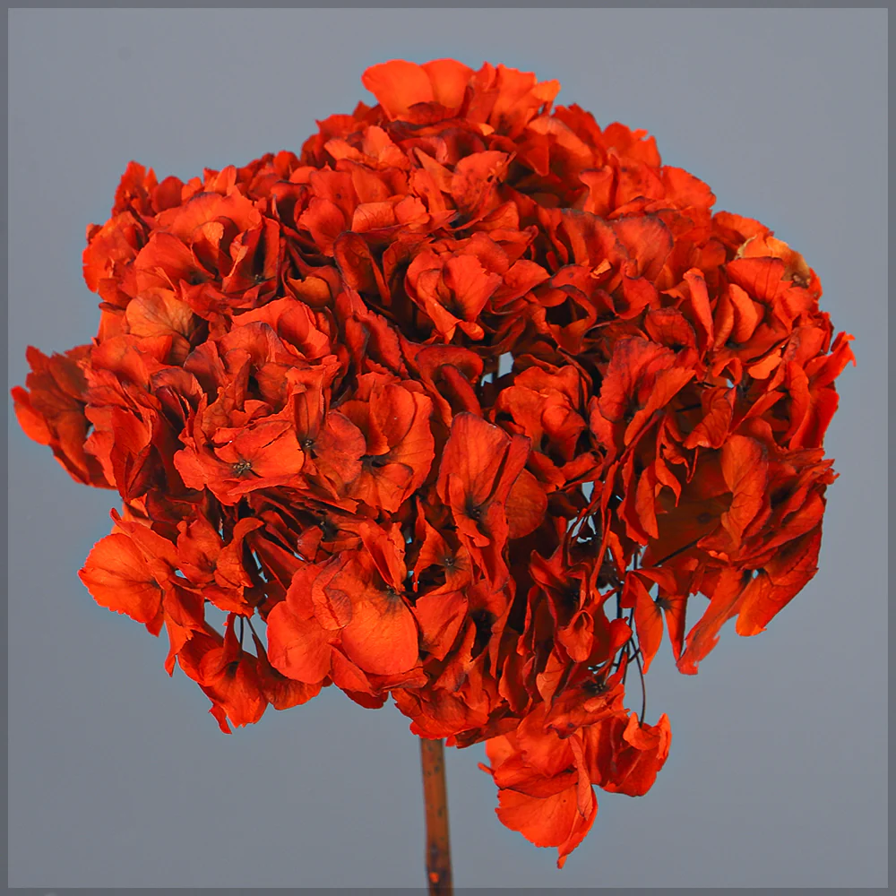 Preserved Hydrangea Flower(without vase) - Image 9