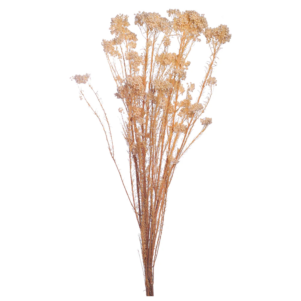 Preserved Rice Flower Bunch(without vase) - Image 3